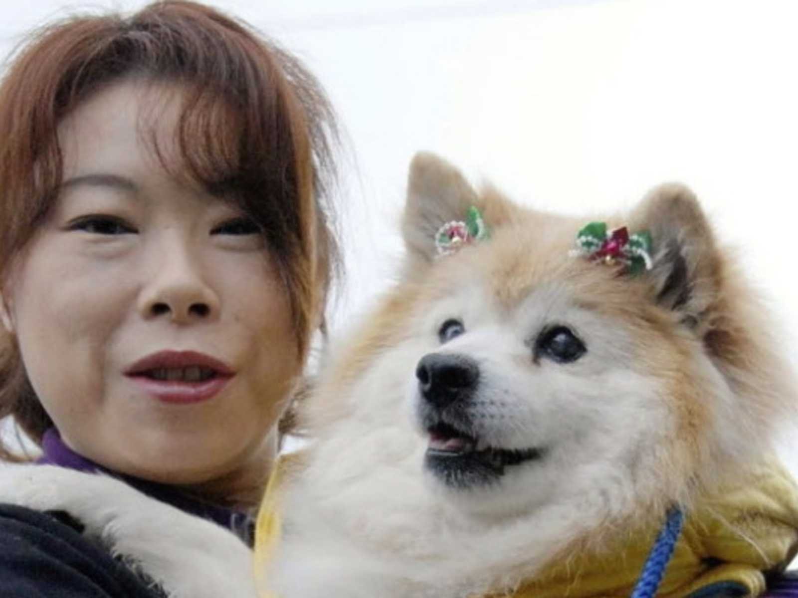 pusuke perro japon