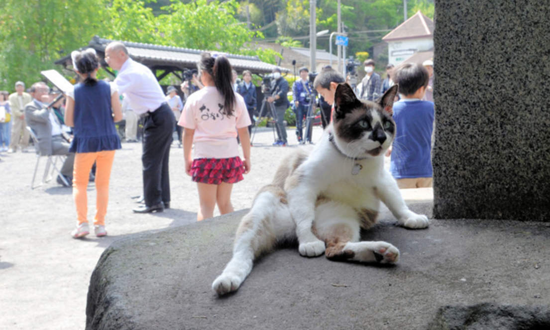 Nombran a un gato como embajador del turismo de un pueblo japonés