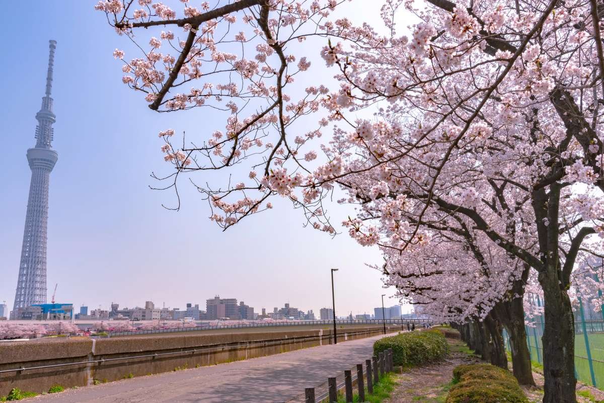 Tokio declara floración completa del cerezo 2026 2026 sakura en tokio skytree