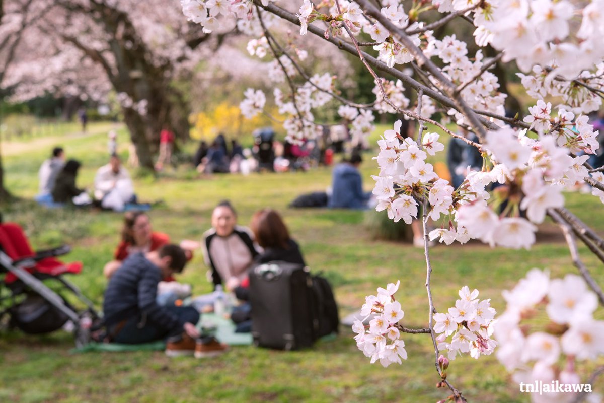 Los mejores lugares para ver la flor de sakura en Tokio en 2023