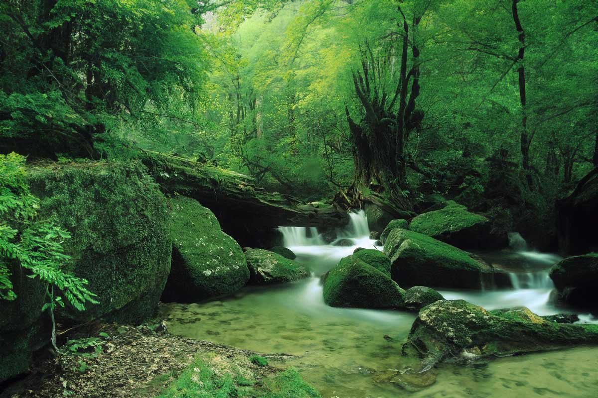 Shiratani Unsuikyo: el bosque que inspiró a la película Mononoke Hime de Miyazaki