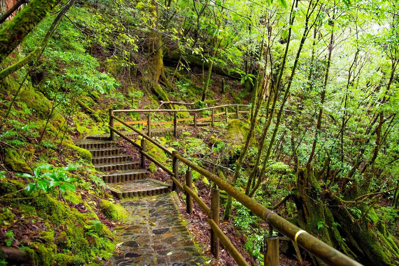 Shiratani Unsuikyo: el bosque de la Princesa Mononoke en Yakushima 2026