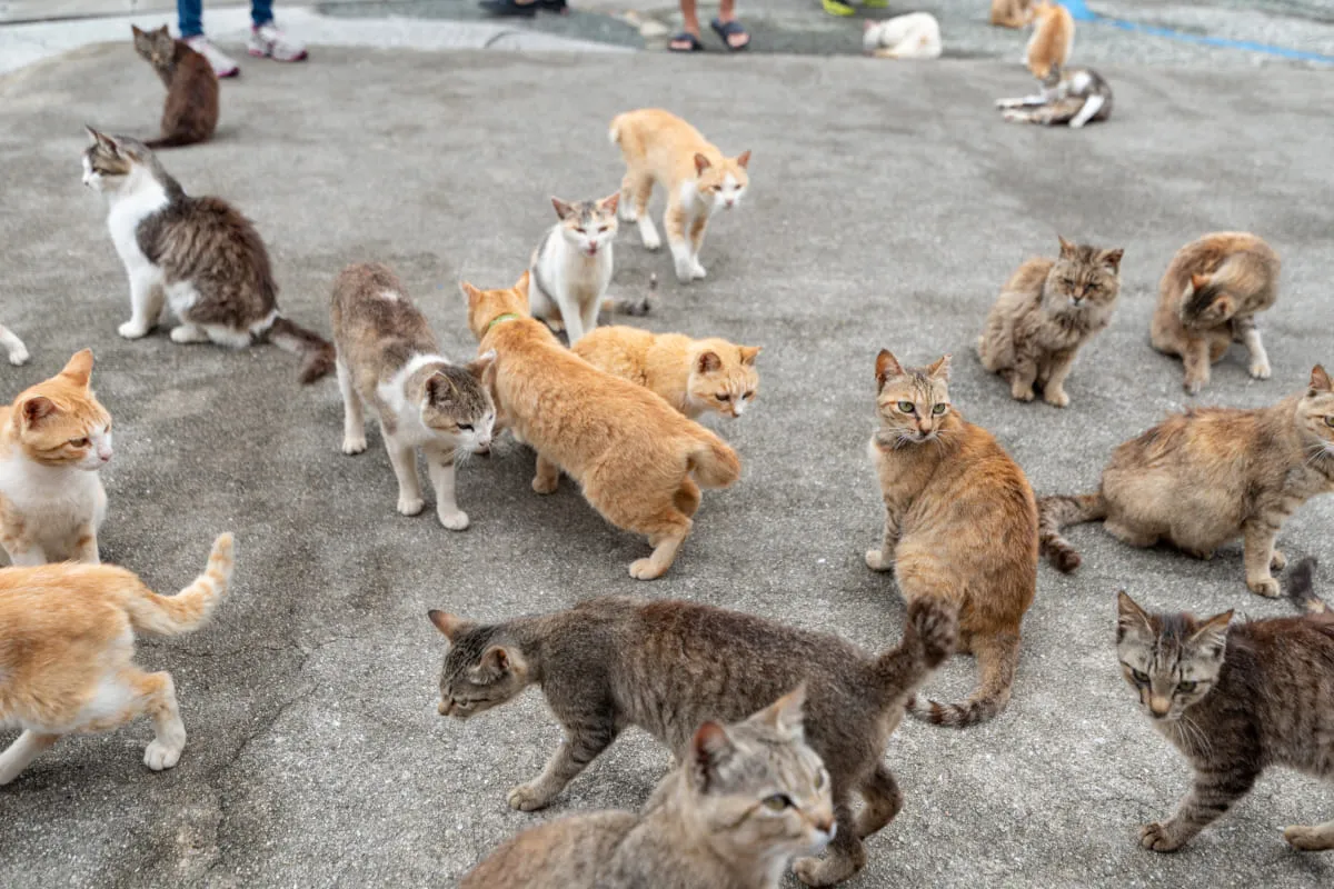 Aoshima, el triste final de la isla de los gatos 2026