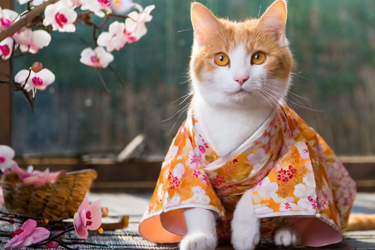 gato en japón