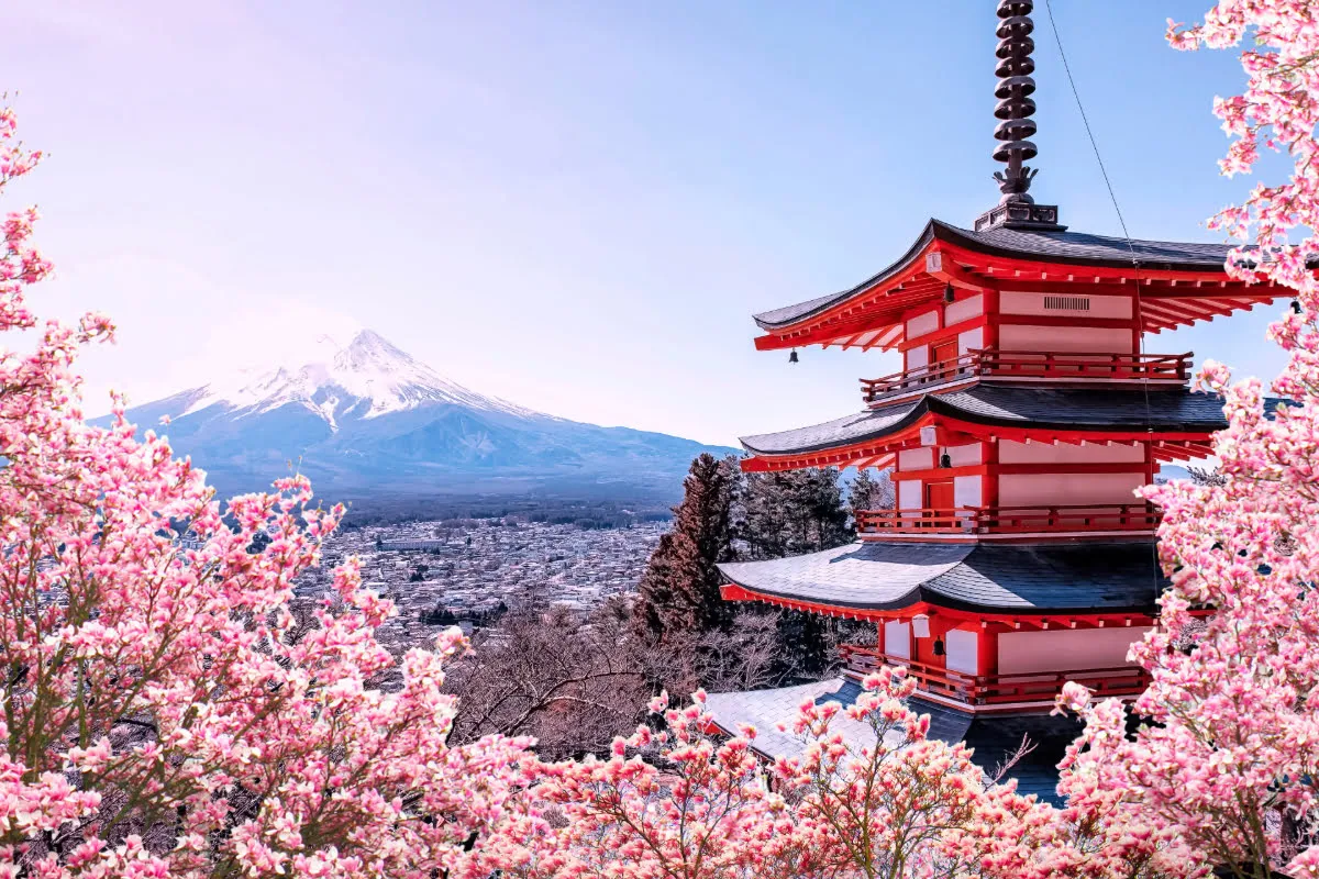 sakura en japón