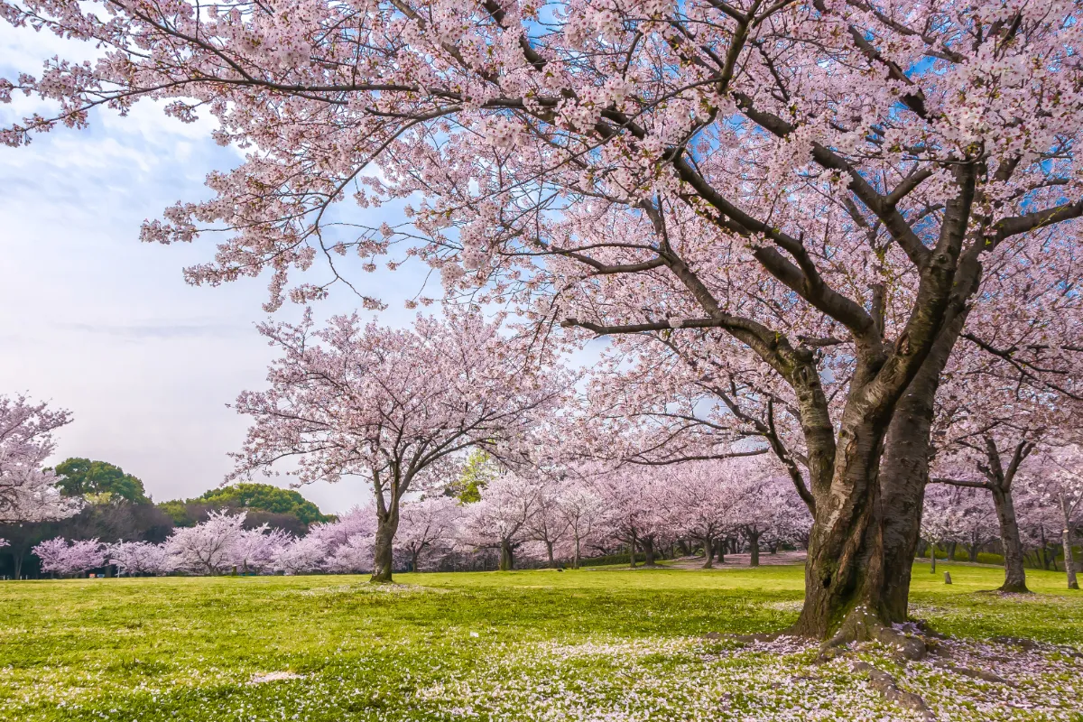 Hanami en España: lugares para disfrutar de la flor del cerezo 2026 sakura en españa