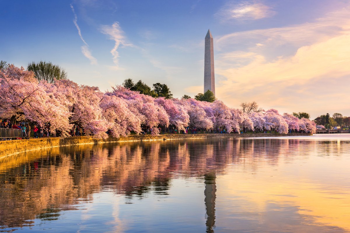 washington sakura