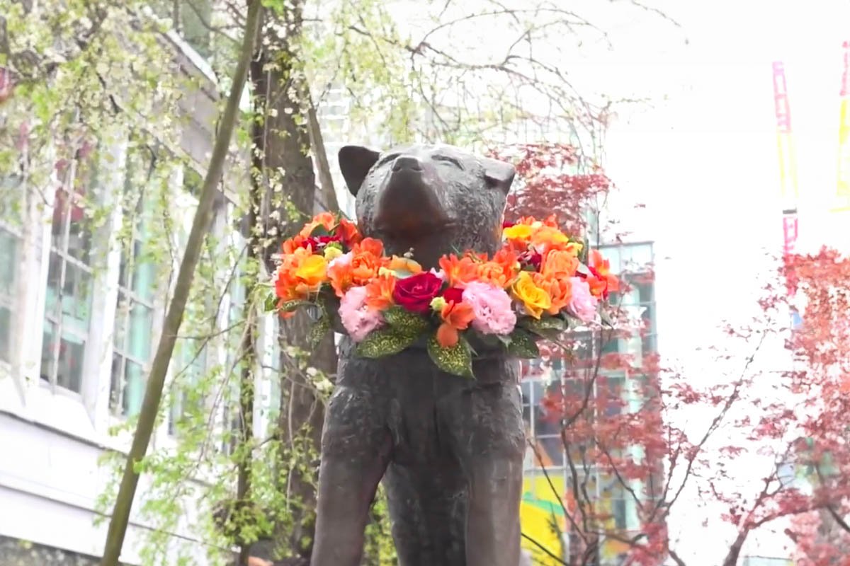hachiko