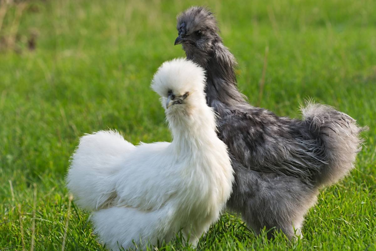 la curiosa gallina sedosa del japón