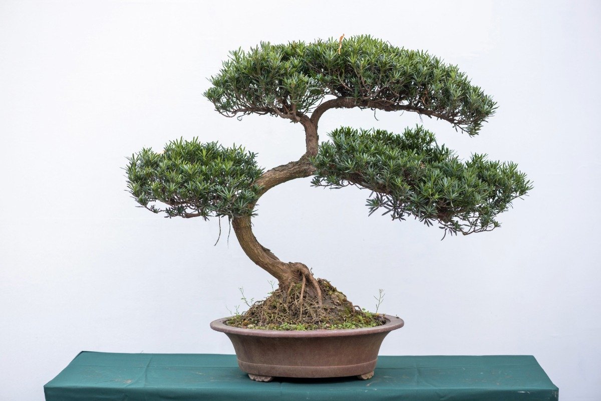 el bonsai