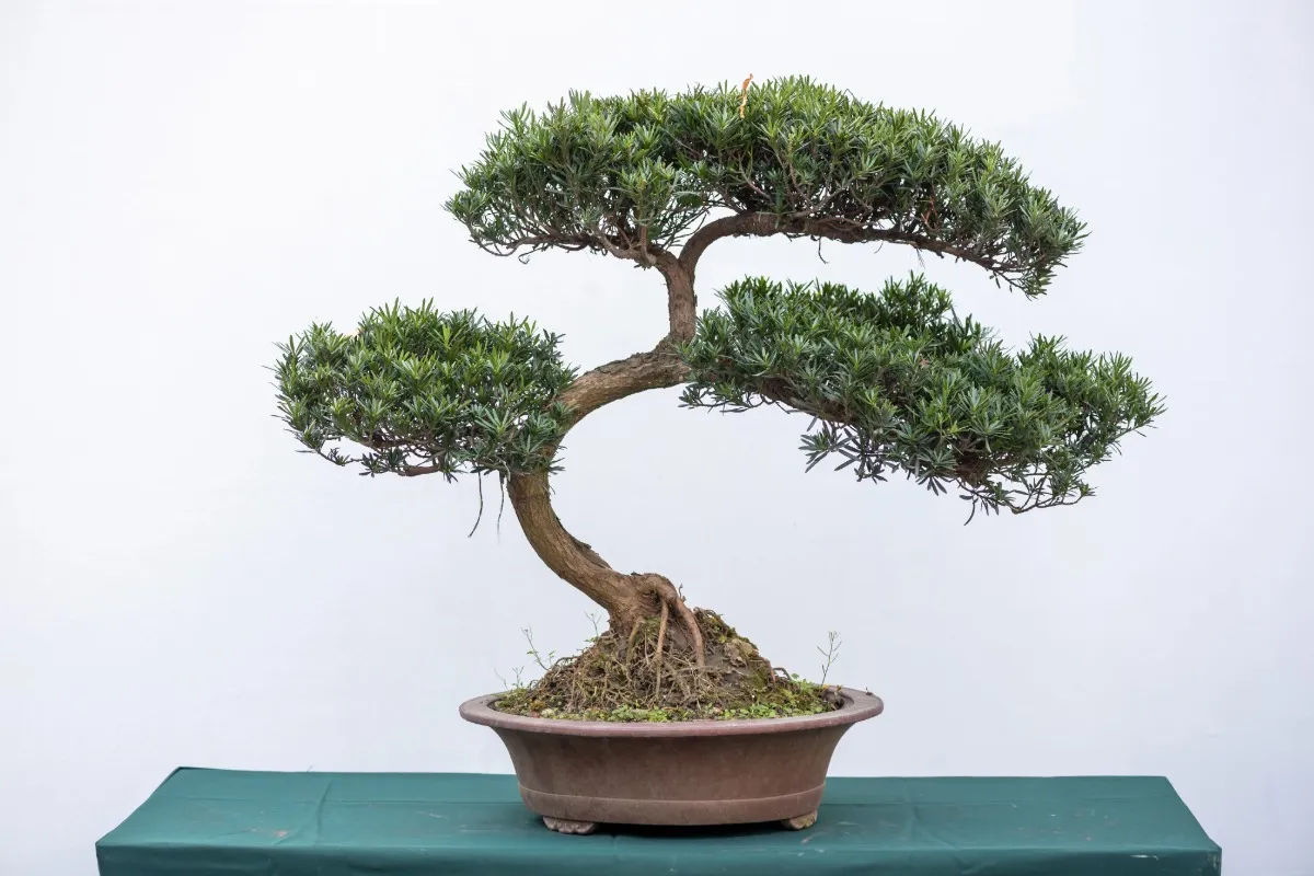 Cómo cuidar a un bonsai en casa: consejos para principiantes 2026 el bonsai