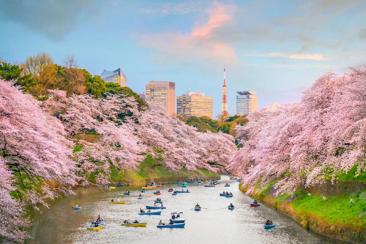 sakura tokio