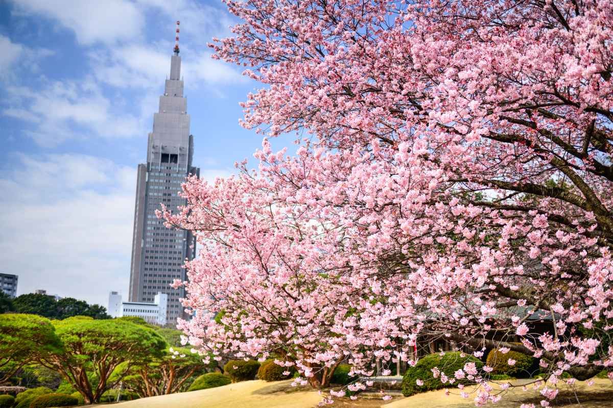Calendario de sakura: cuándo florecerán los cerezos en Japón este año 2026 sakura shinjuku