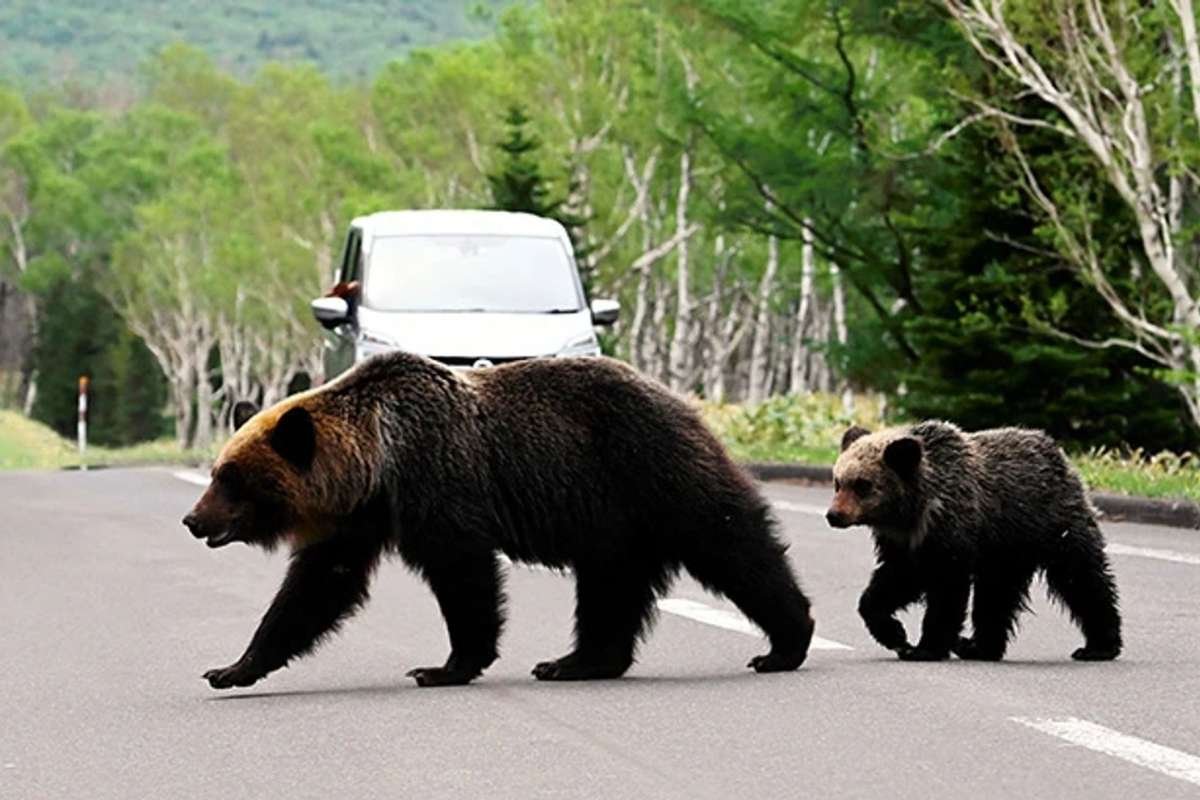 ataques de osos en japón