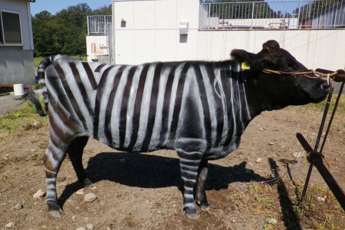 Científicos japoneses ganan el Ig Nobel por pintar vacas como cebras para reducir las picaduras de moscas