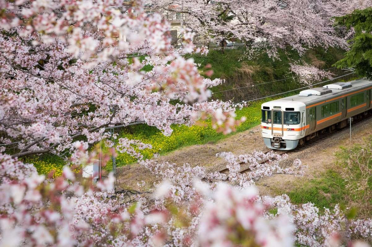 Los mejores lugares para ver la flor de sakura en Tokio