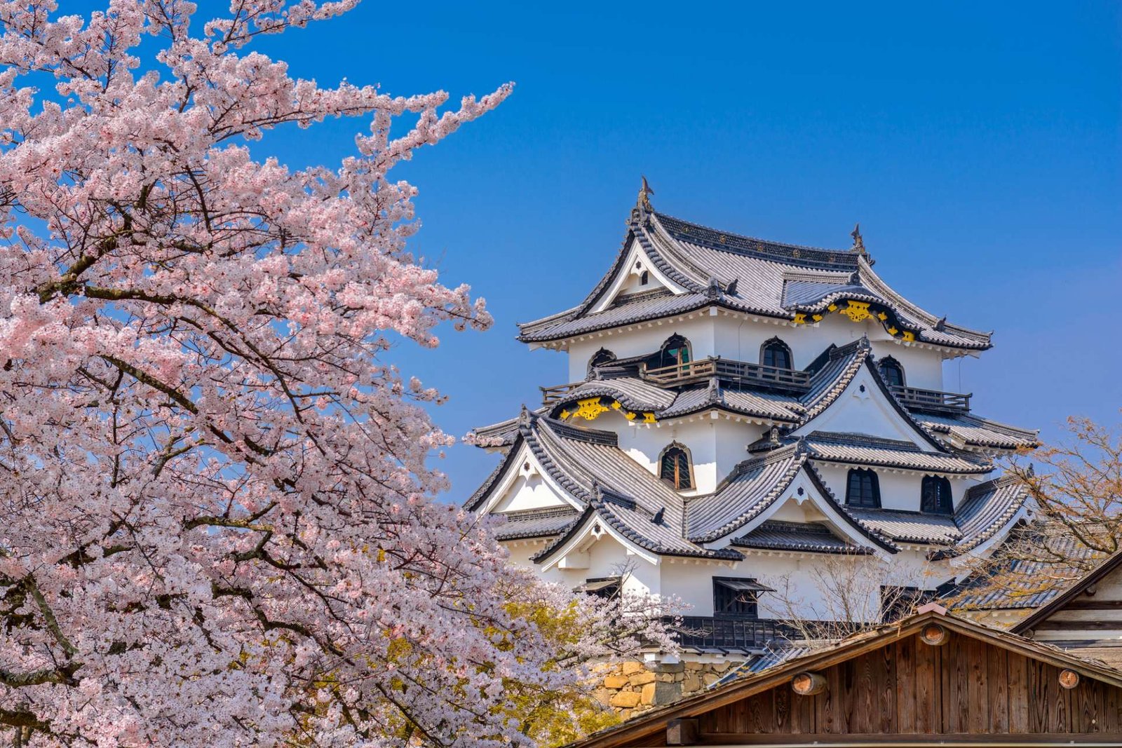 Castillo de Hikone: el Tesoro Nacional a orillas del lago Biwa 2026 Castillo de Hikone: el Tesoro Nacional a orillas del lago Biwa 2026
