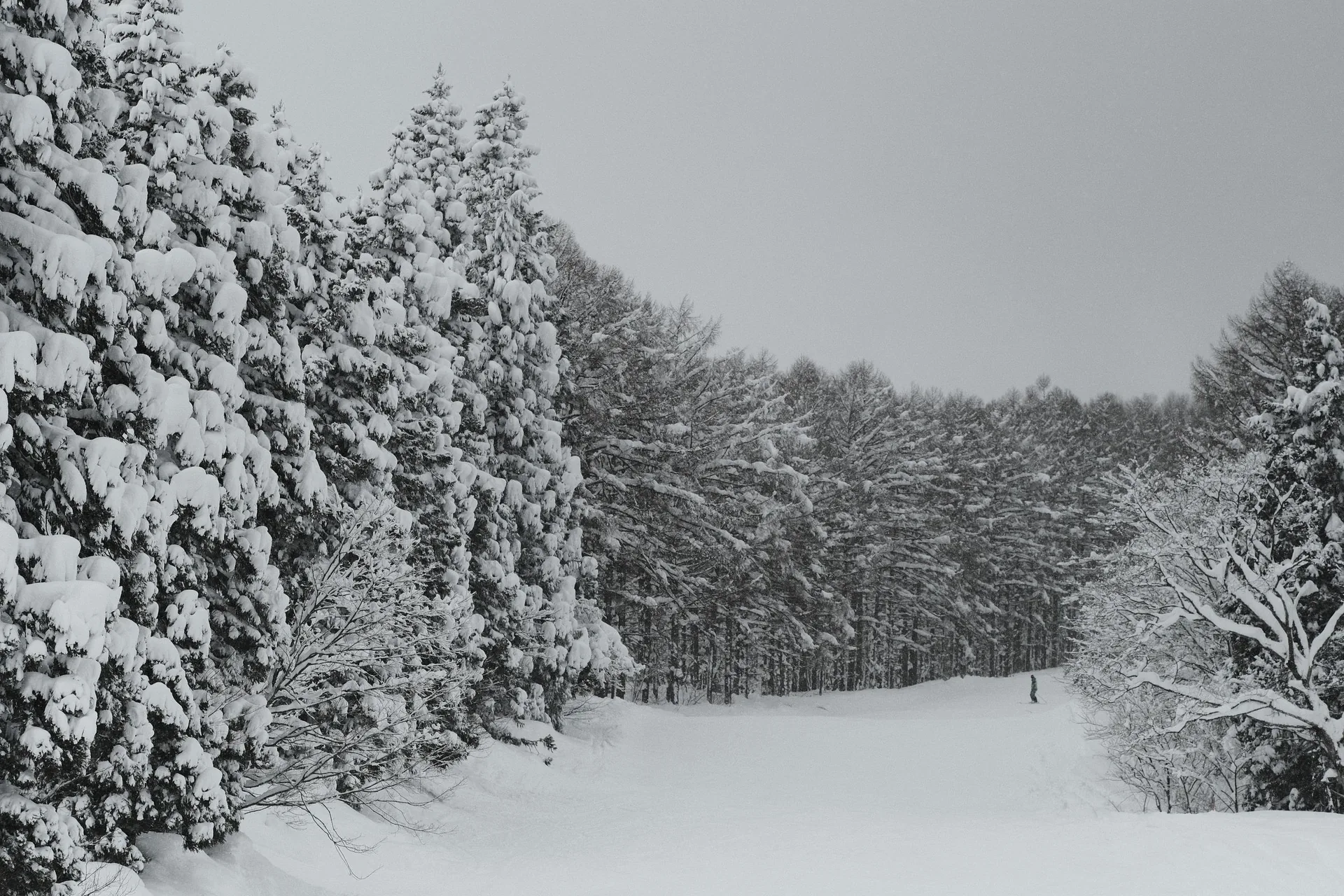 Esquiar en Japón: estaciones, temporada y precios 2026 Esquiador bajando por un bosque cubierto de nieve en polvo en Japón