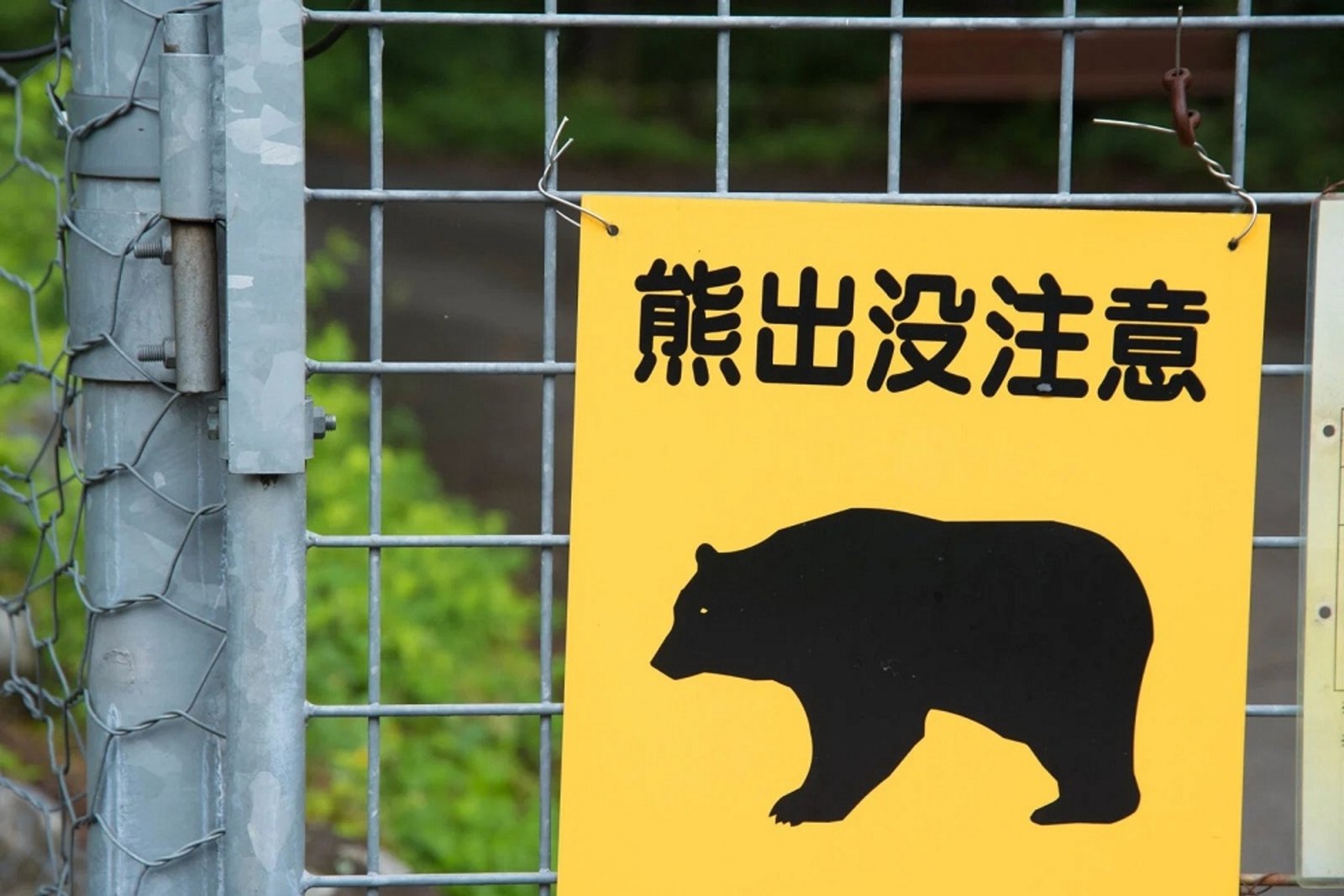Perros robot japoneses para ahuyentar osos: así es Hacchan, el guardián de Akita 2026 Perros robot japoneses para ahuyentar osos: así es Hacchan, el guardián de Akita 2026