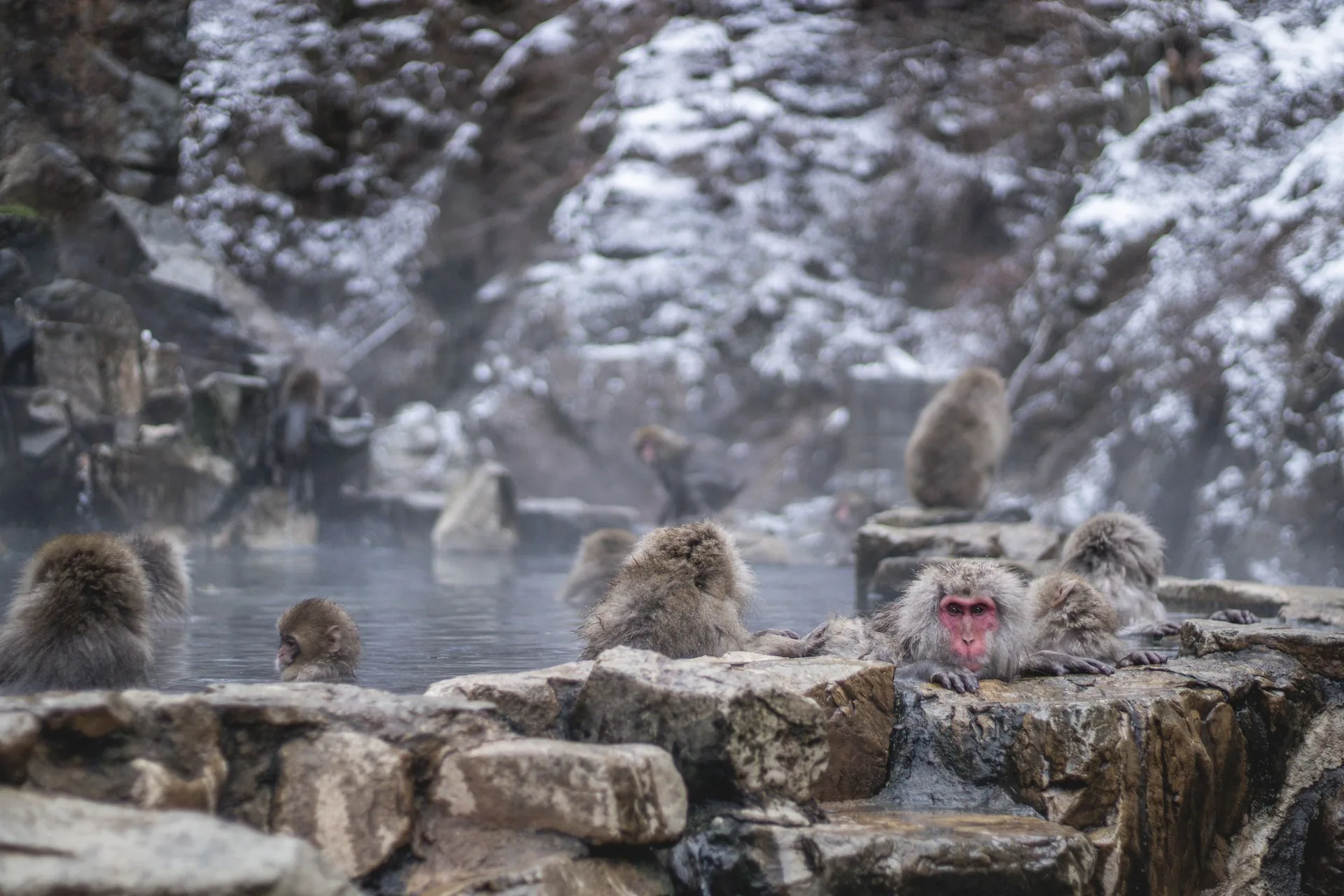 Japón en invierno: qué ver, nieve, onsen y festivales 2026 Macacos japoneses bañándose en una fuente termal rodeada de nieve