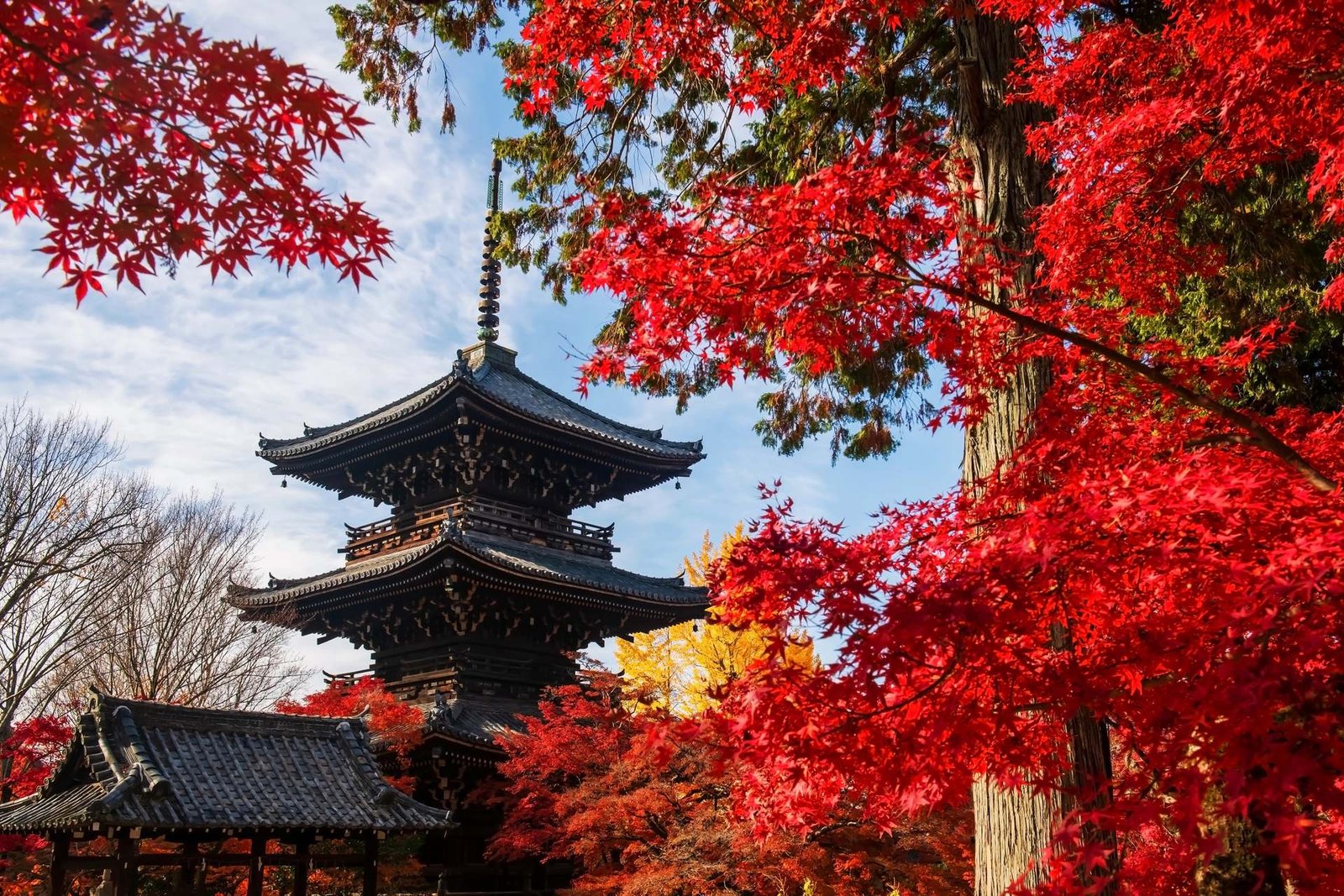 Viajar a Japón en noviembre (2026): todo lo que necesitas saber 2026 templo japonés rodeado de arces rojos en noviembre