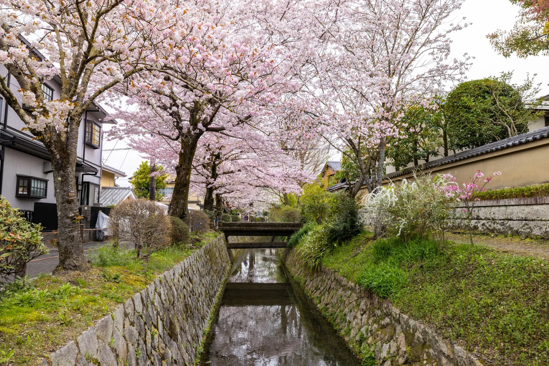 Cerezos en flor junto a un canal con un puente de piedra en Kioto