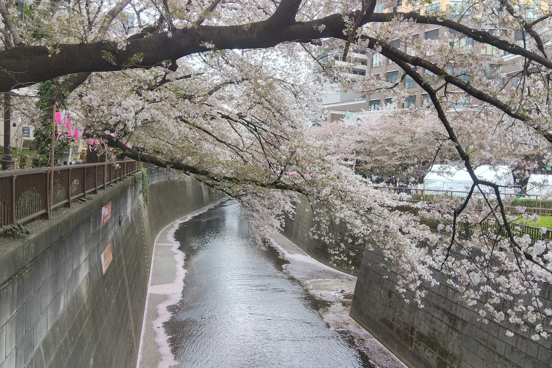 Río Meguro en Nakameguro con los cerezos en flor a ambos lados