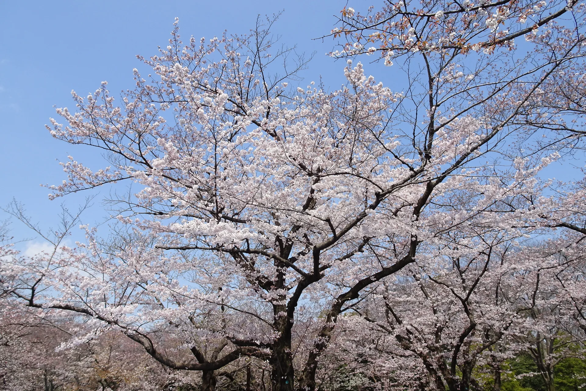 Parque Yoyogi (Yoyogi Koen): qué hacer en el gran parque de Harajuku 2026 Cerezos en flor en el Parque Yoyogi de Tokio en primavera